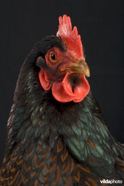 Studioportret van een kip