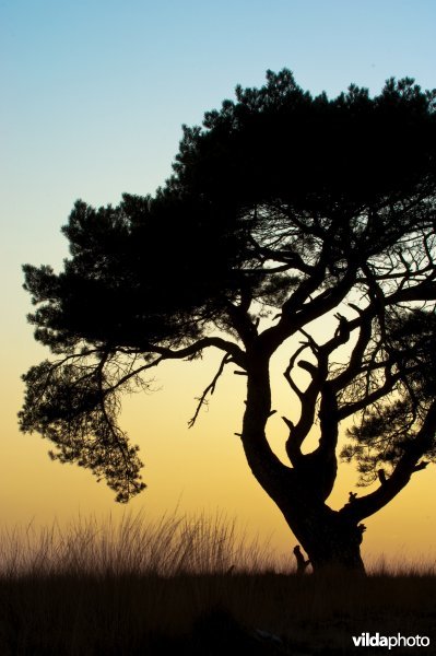 Silhouet van grove den in avondschemering