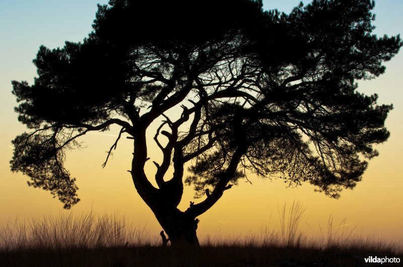 Silhouet van grove den in avondschemering