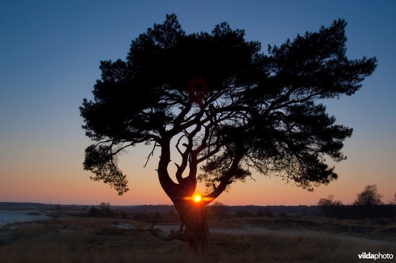 Silhouet van grove den in avondschemering