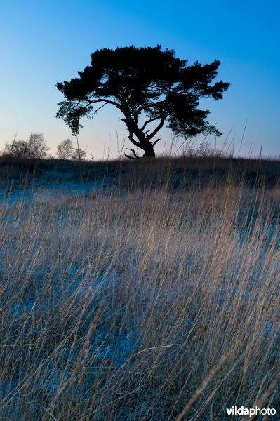 Silhouet van grove den in avondschemering