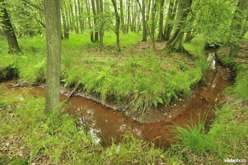 Zwarte beek