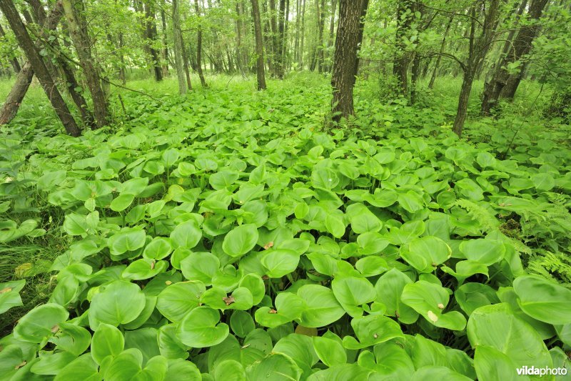 Vallei van de Zwarte Beek, elzenbroek met slangewortel