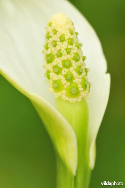 Slangewortel