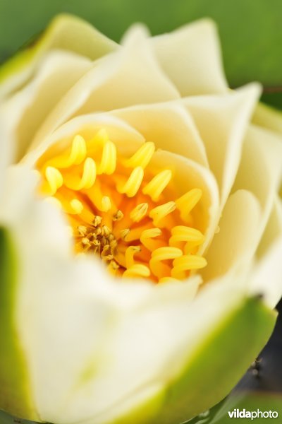 Noordelijke waterlelie