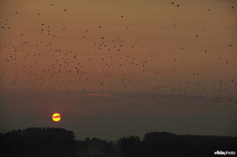 Spreeuwenslaapplaats in het Vinne