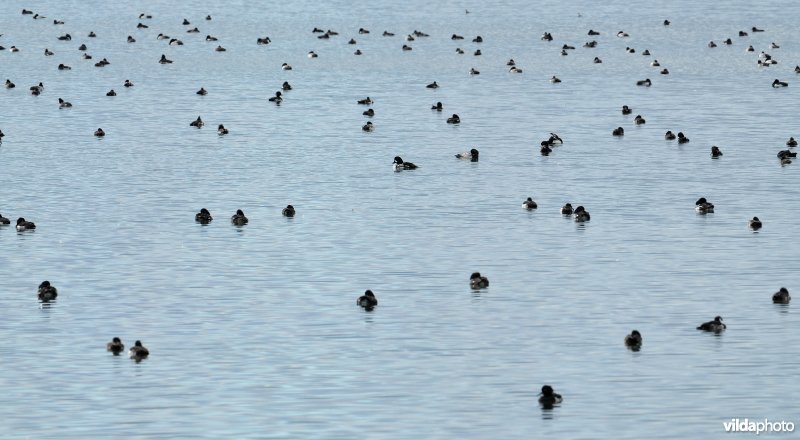 Mývatn meer