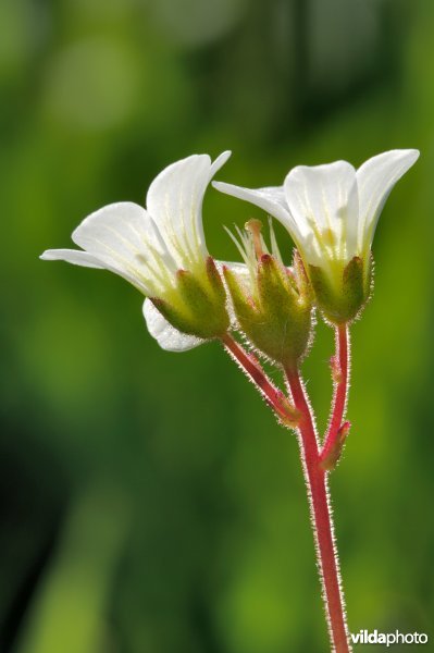Bloemhoofdje knolsteenbreek
