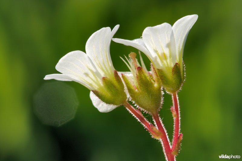 Bloemhoofdje knolsteenbreek