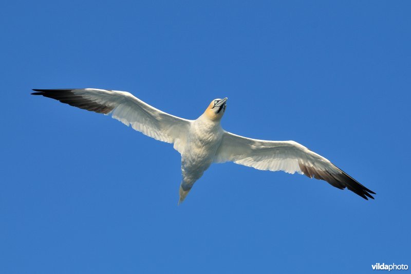 Jan-van-gent in vlucht