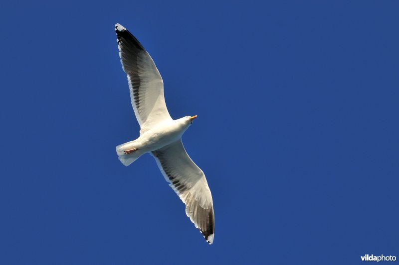 Grote Mantelmeeuw in vlucht