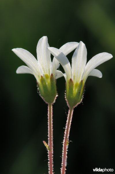 Bloemetjes knolsteenbreek