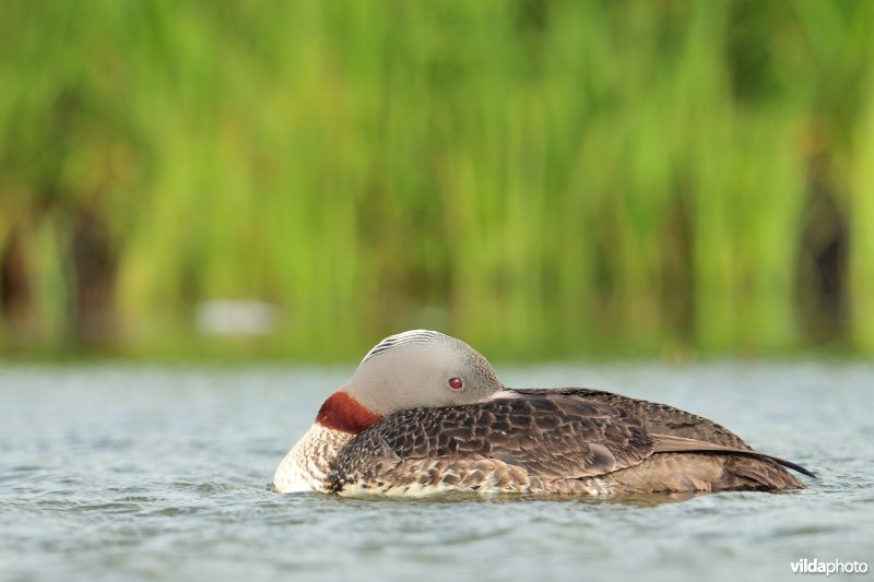 Rustende Roodkeelduiker