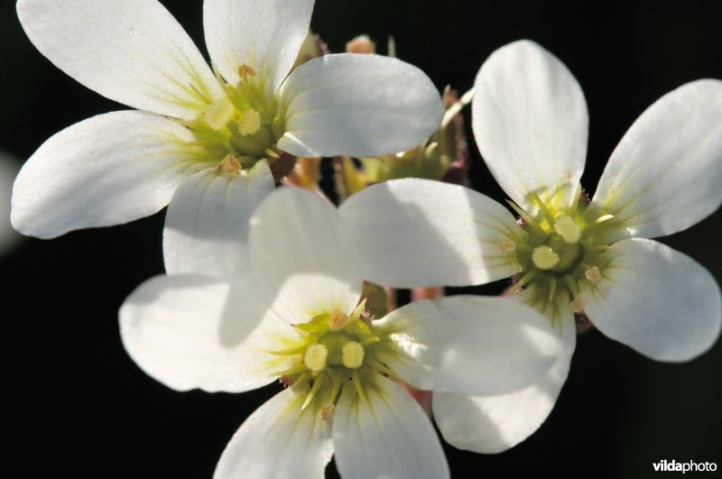 Bloempjes knolsteenbreek