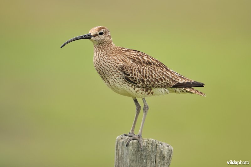 Regenwulp