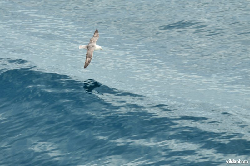 Noordse stormvogel