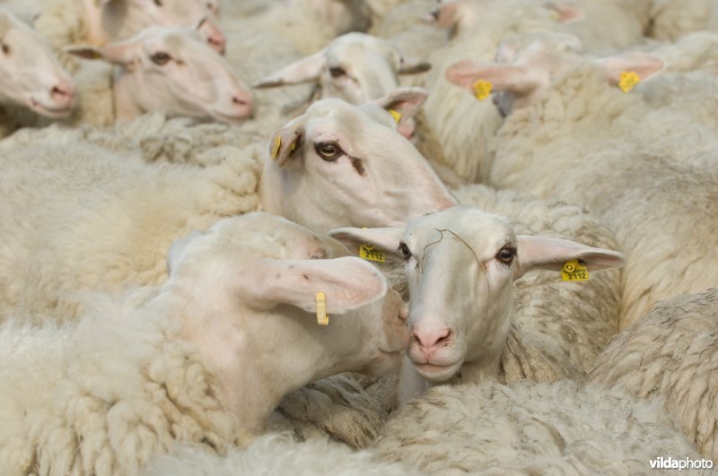 Drents Heideschaap