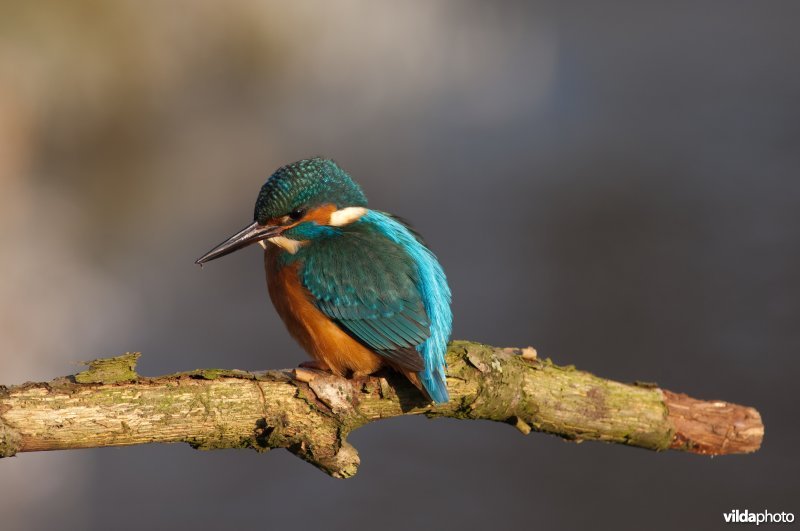 IJsvogel