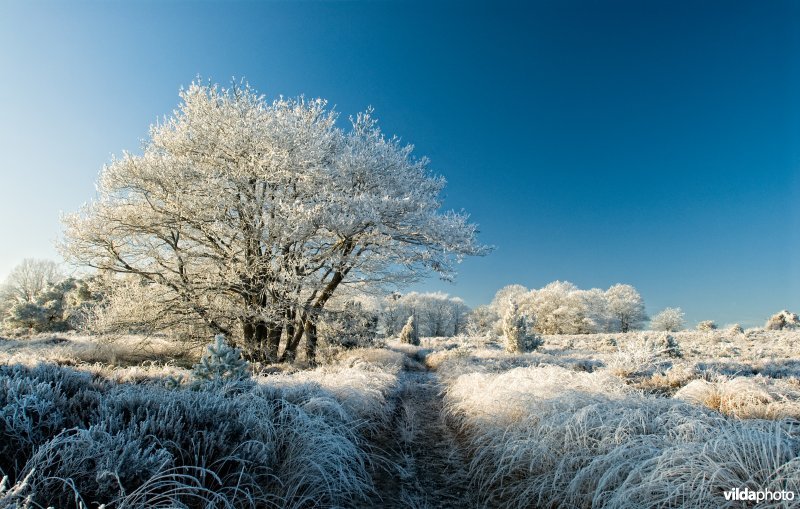 Winterlandschap op de Sallandse Heuvelrug