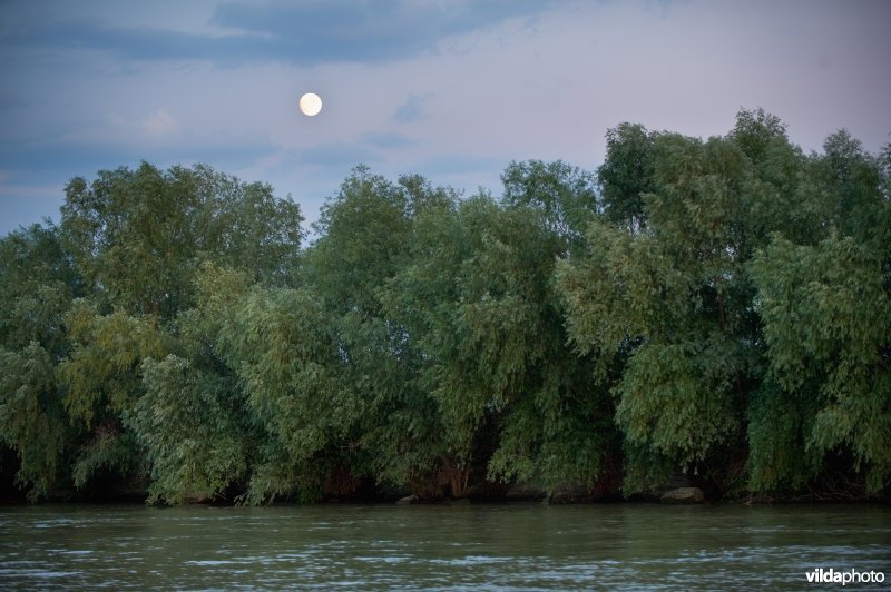 Maan over wilgenbos en rivier