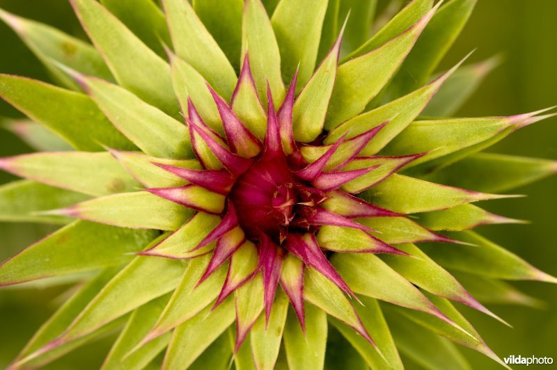 Langstekelige distel