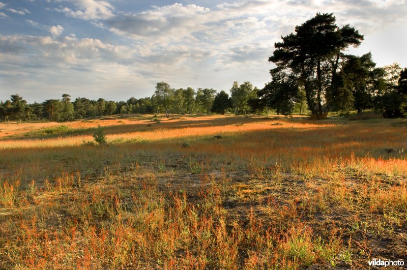 Leersumse Veld