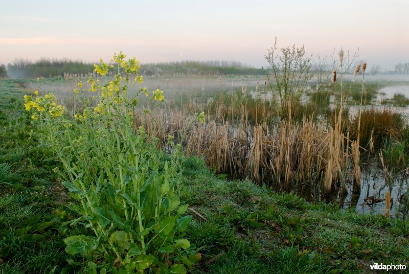 Moerasgebied Amelisweerd