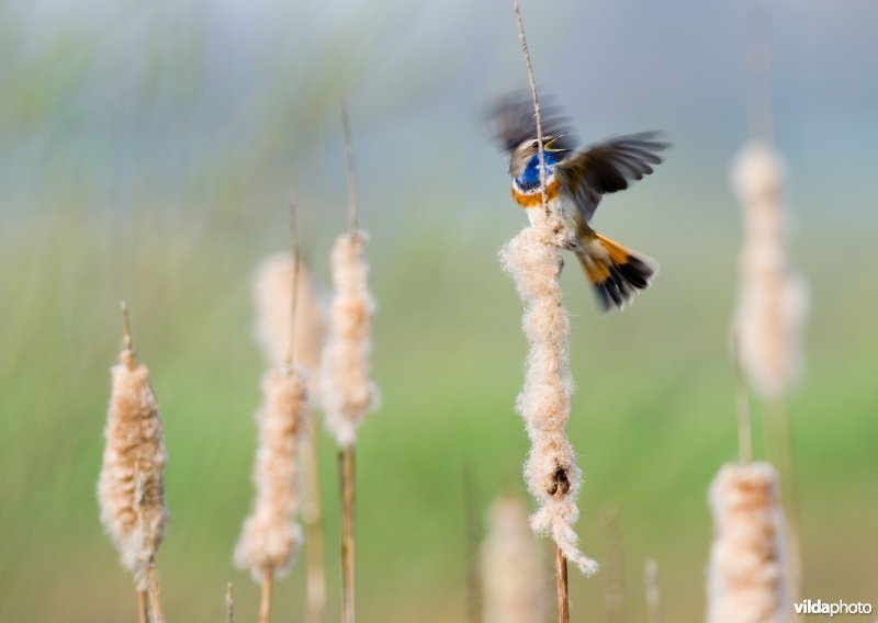 Blauwborst op lisdodde