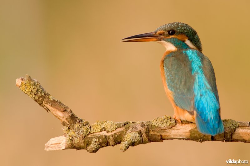 IJsvogel