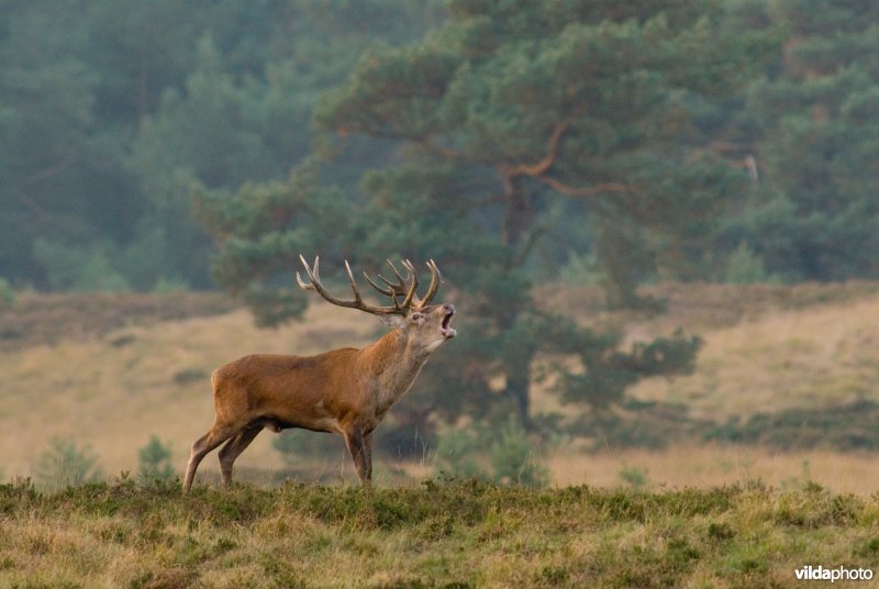 Bronstig edelhert