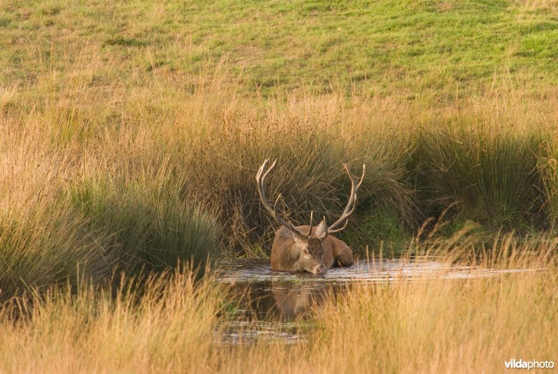 Bronstig edelhert baadt in ven