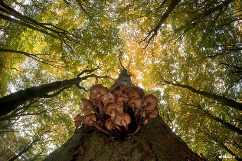 Honingzwammen in beukenbos