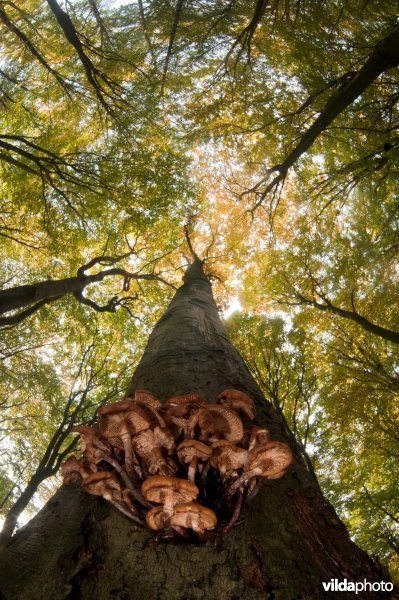 Honingzwammen op beuk