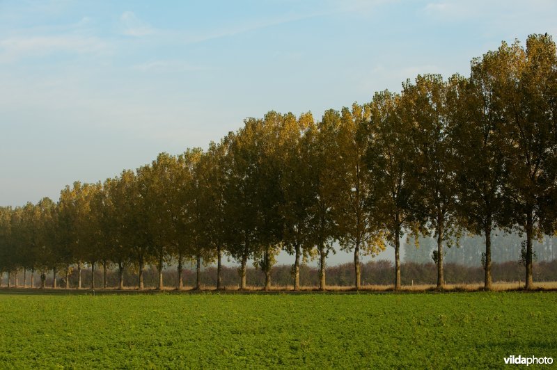 Populierenlaan langs polderweg