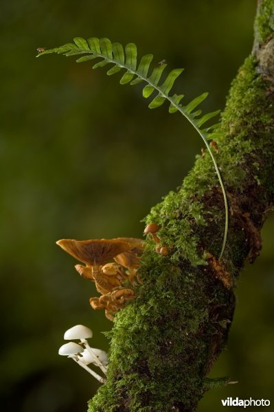 Eikvaren en paddestoelen op boom