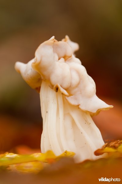 Witte kluifzwam