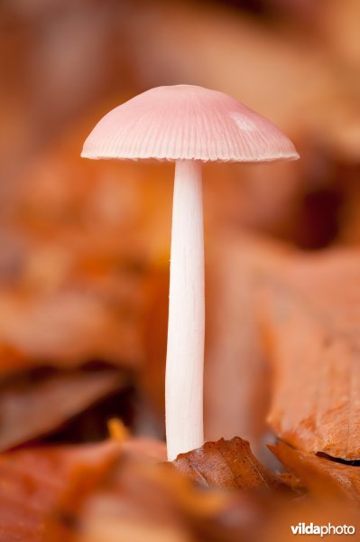 Heksenschermpje
