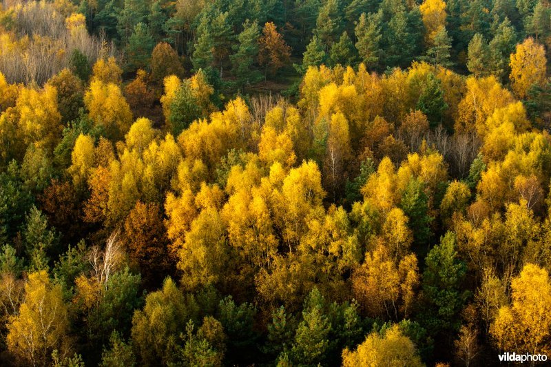 Bossen in herfstkleuren