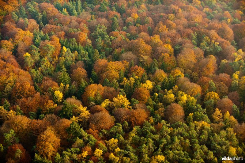 Bossen in herfstkleuren