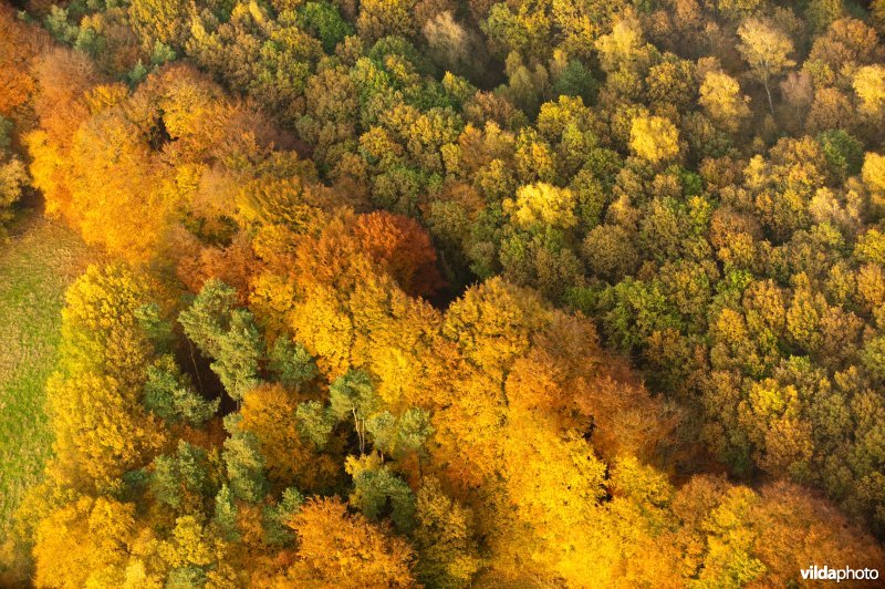 Bossen in herfstkleuren
