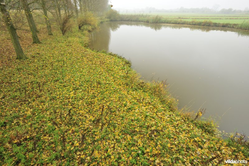 Paardenweide in Berlare