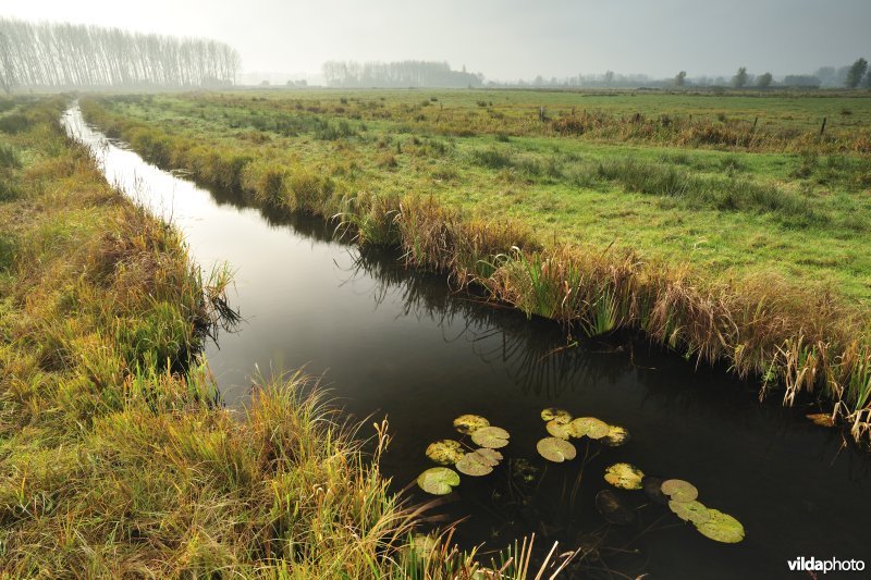 Scherenmeersen