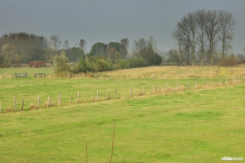 Springels in de Kalkense Meersen