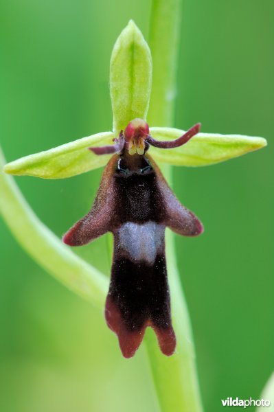 Bloempje van vliegenorchis