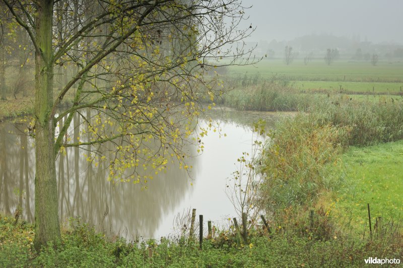 Paardenweide in Berlare