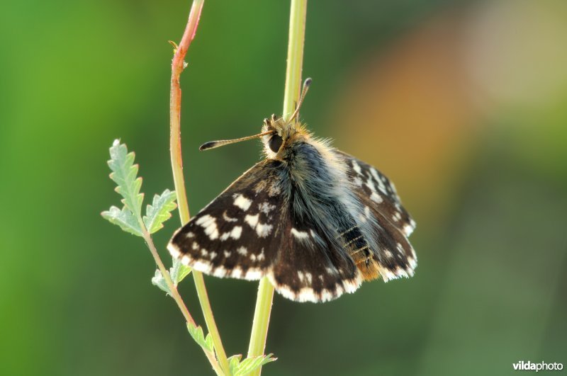 Kalkgraslanddikkopje op pimpernel