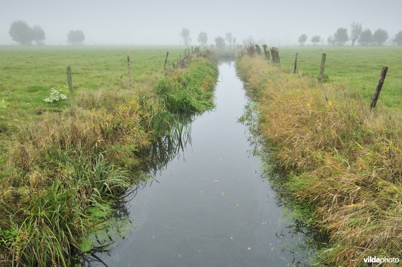 De Weimeersen deel 1 in de Kalkense meersen