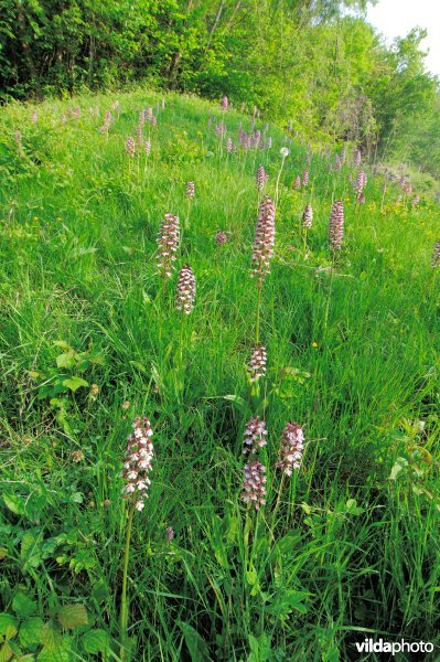 Kalkgrasland met purperorchis
