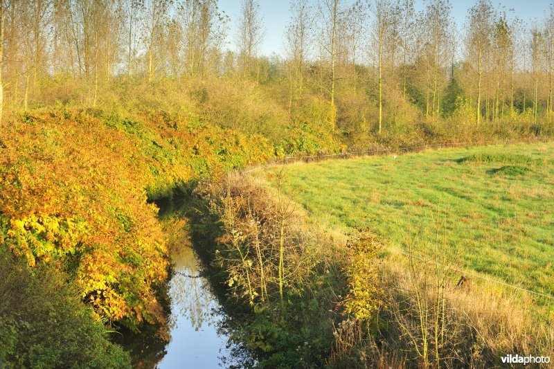 Oude Schelde in de Kalkense Meersen