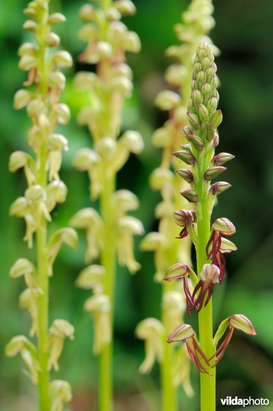 Kleurvariatie bij poppenorchis